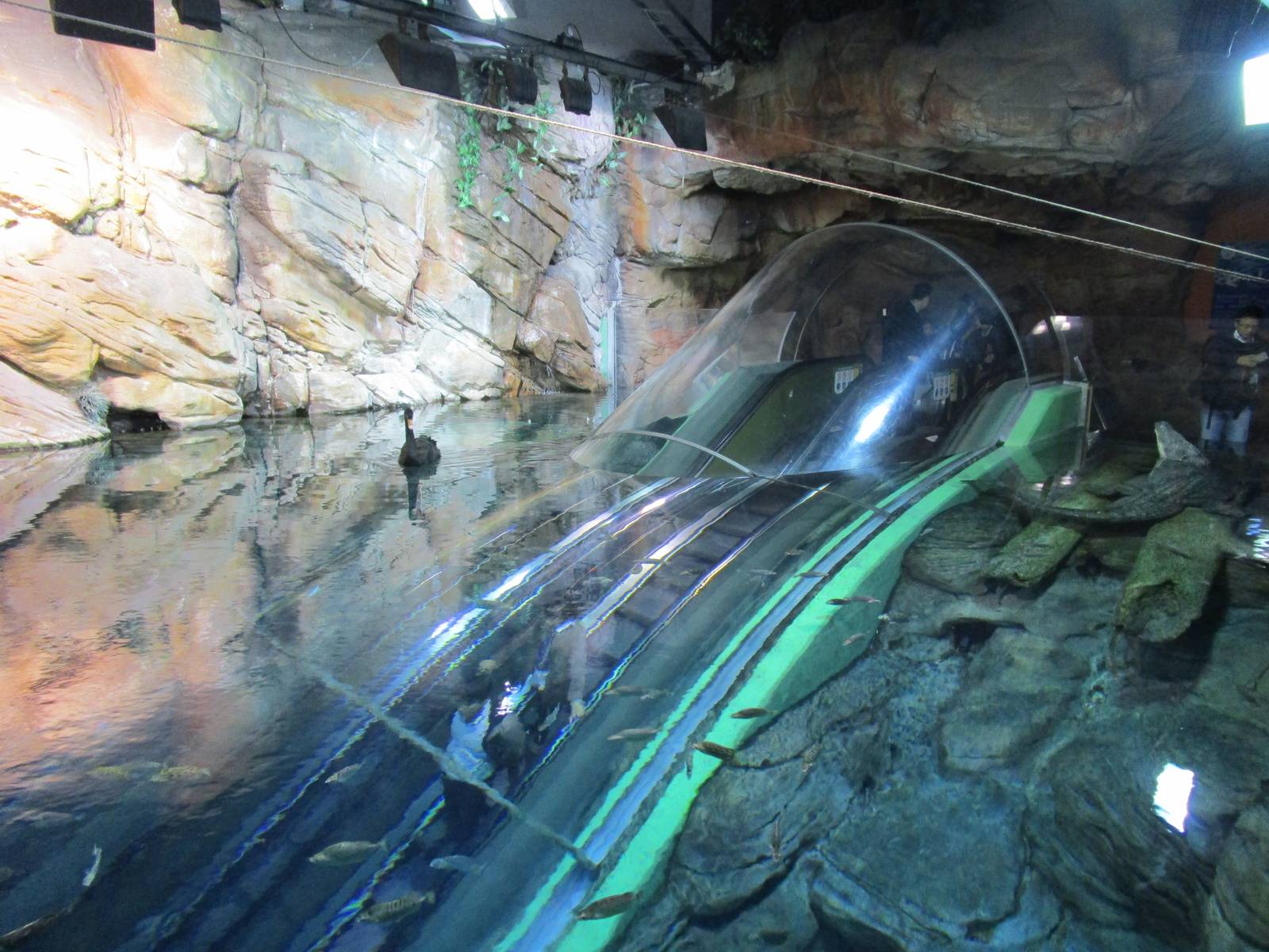 Escalator descending through Australia Tank