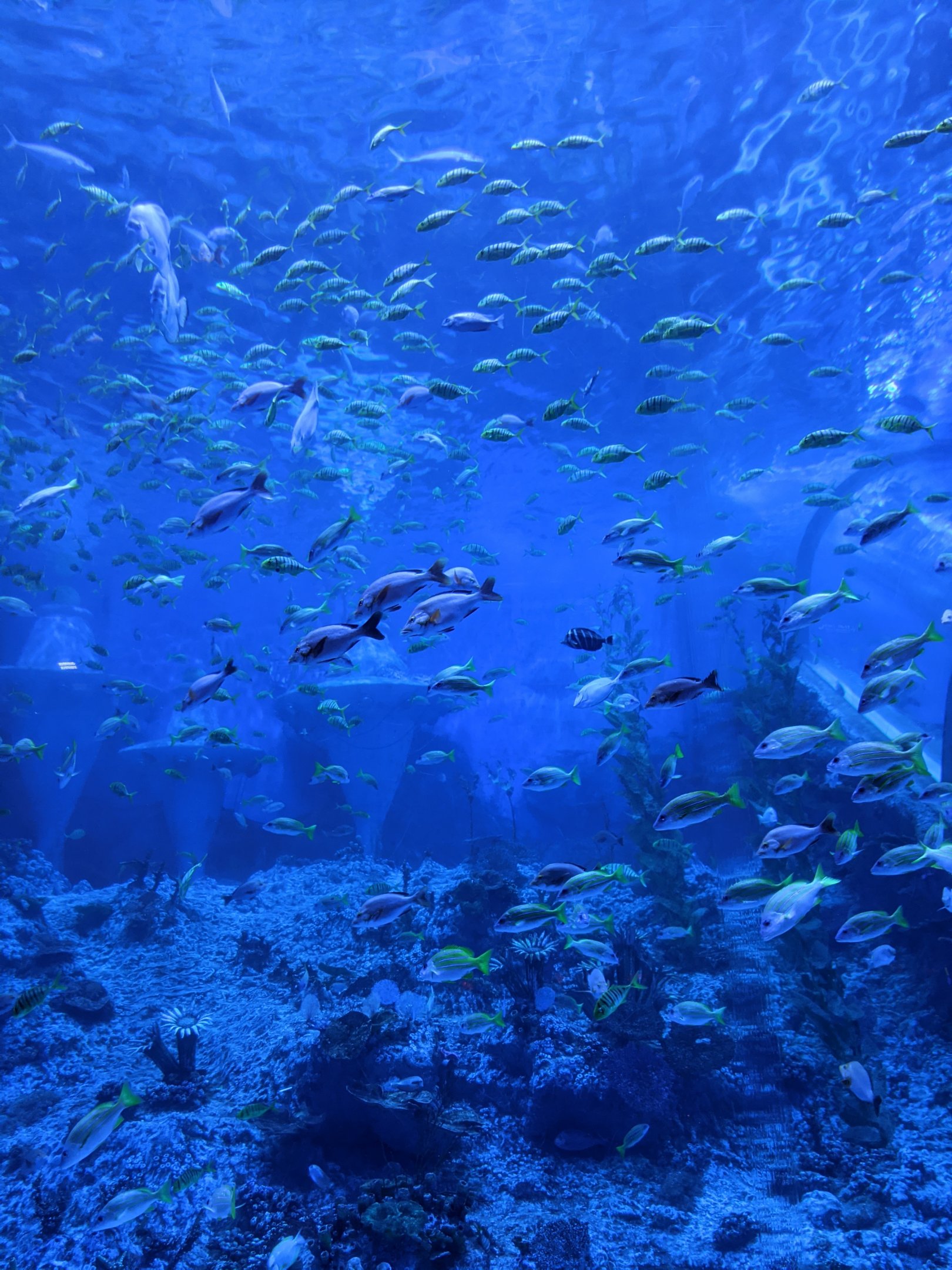 Escalator tank - Ocean World (Guangzhou)