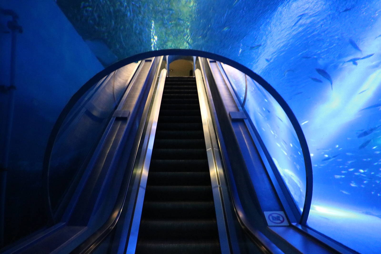 Escalator through Japanese ocean tank, February 2016