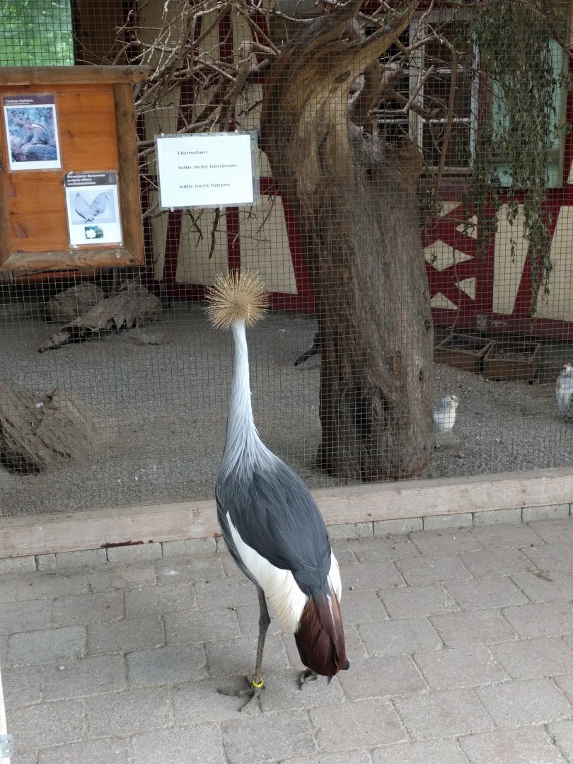 Escaped African Grey crowned crane