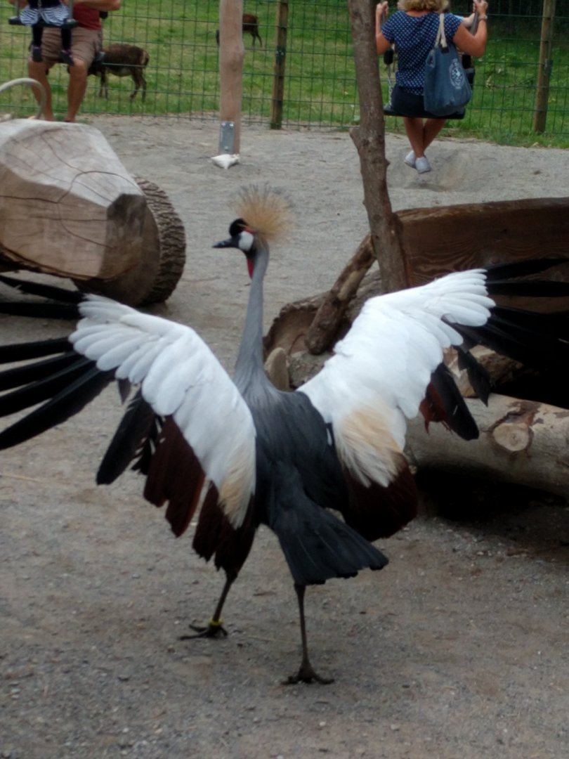 Escaped African Grey crowned crane
