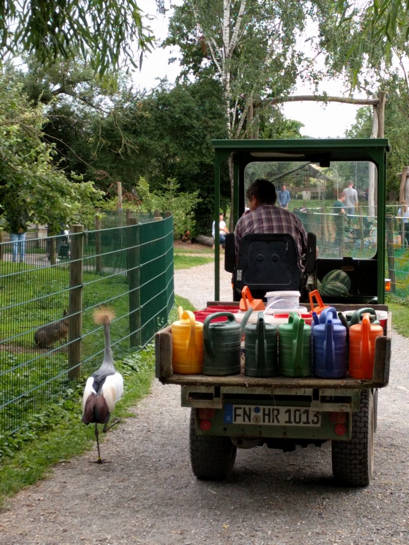 Escaped African Grey crowned crane