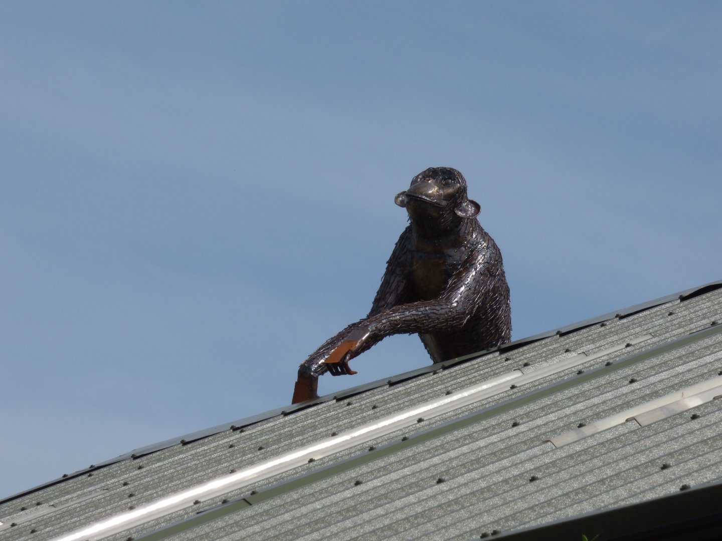 Escaped Chimpanzee at British Iron Works Centre