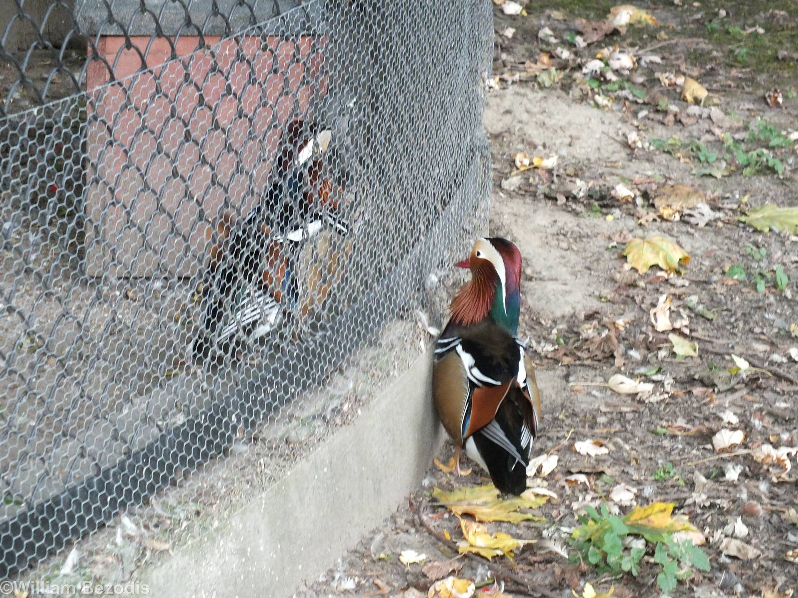 Escaped Mandarin Duck Tries to get Back in