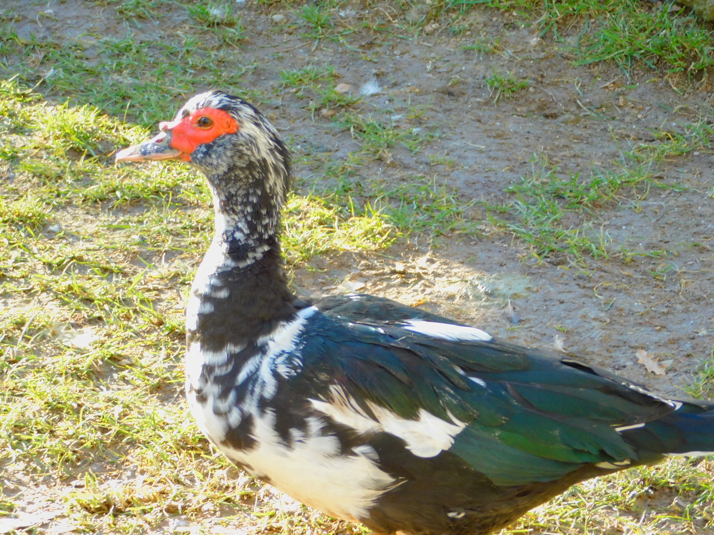 Escaped (?) Muscovy Duck at the Ankara Domestic Animals Park