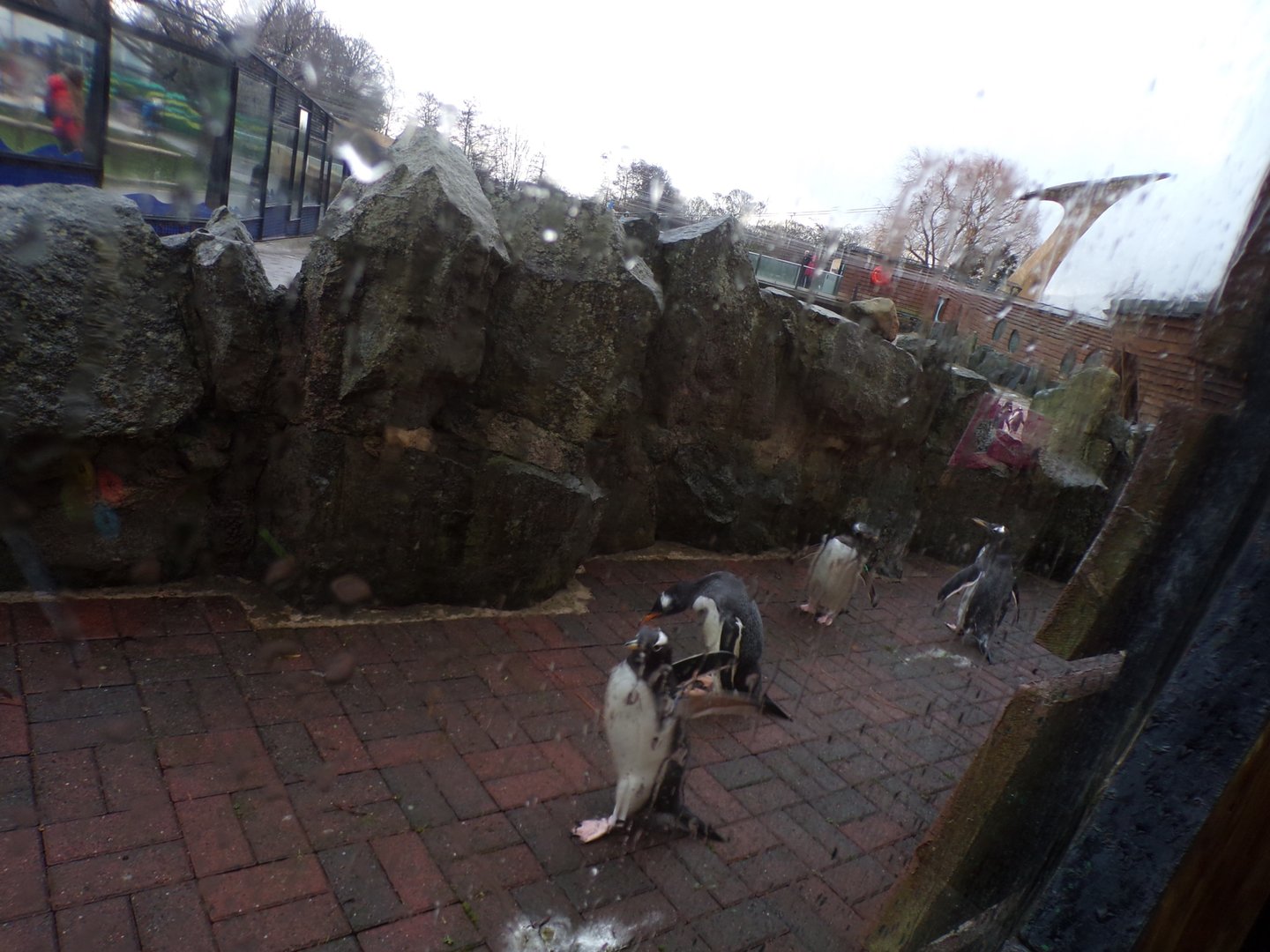 Escaped penguins? 14.1.23