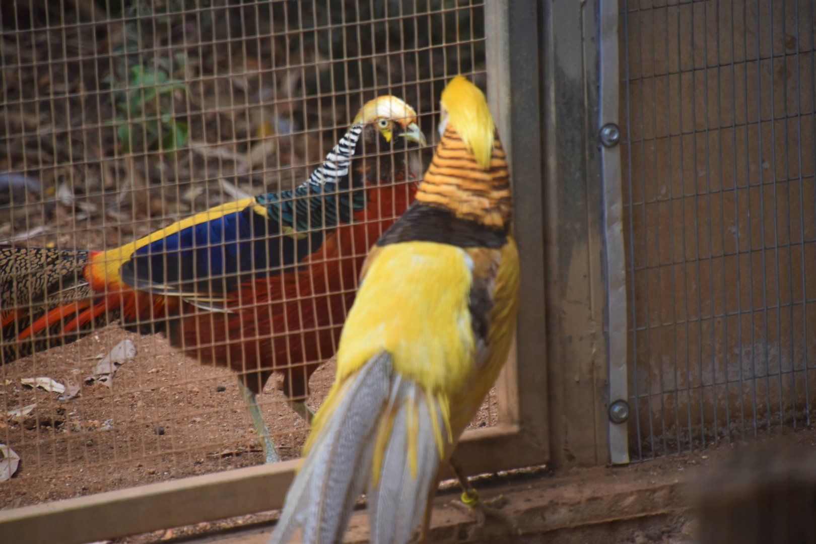 Escaped pheasant talking with his captive friend