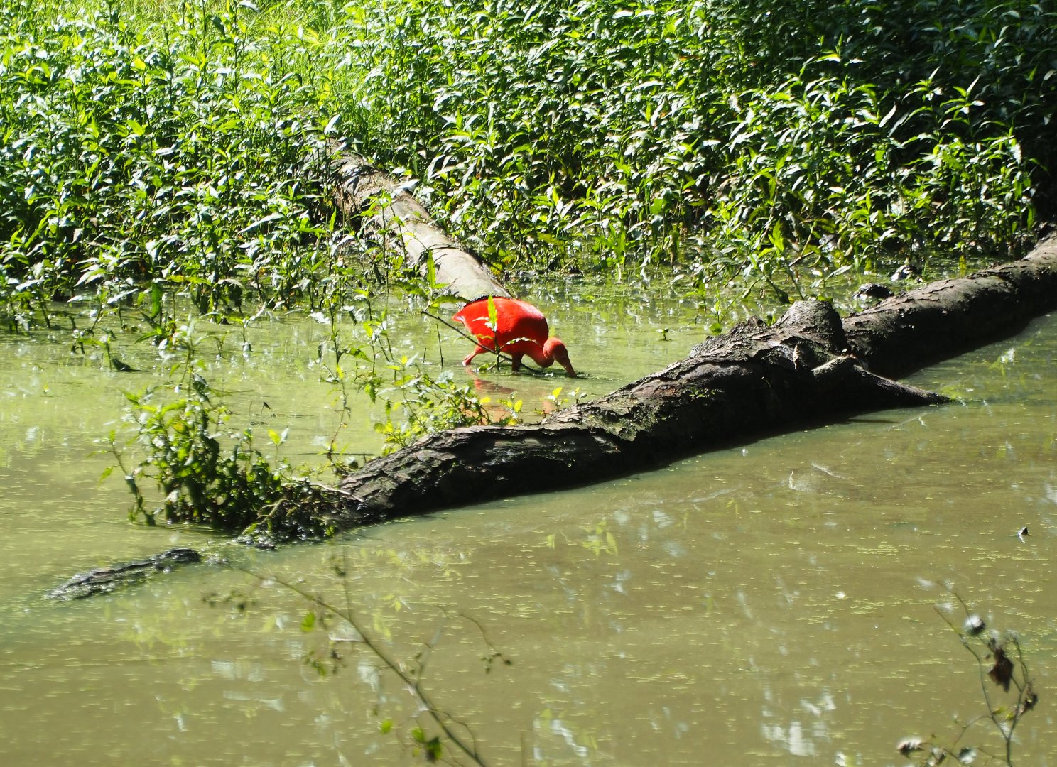 Escaped scarlet ibis (Eudocimus ruber) in the bear forest pool, 2019-08-04