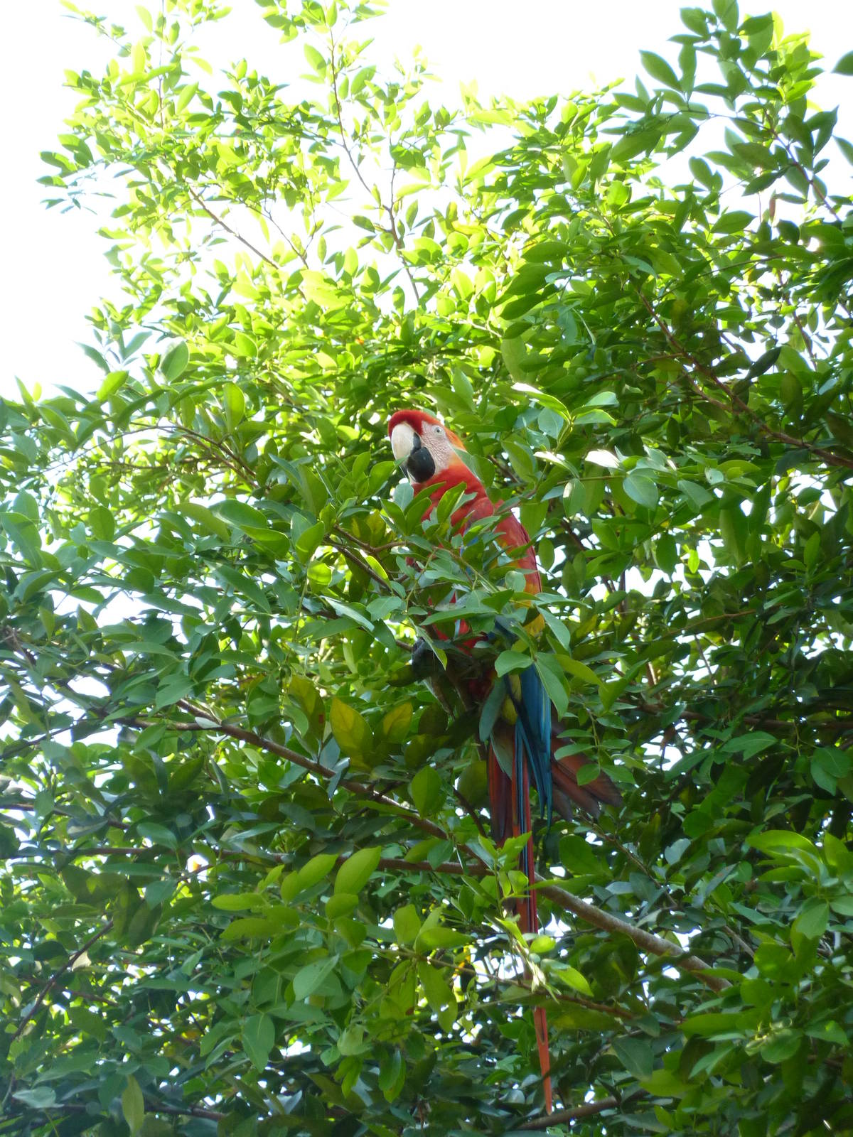 Escaped scarlet macaw