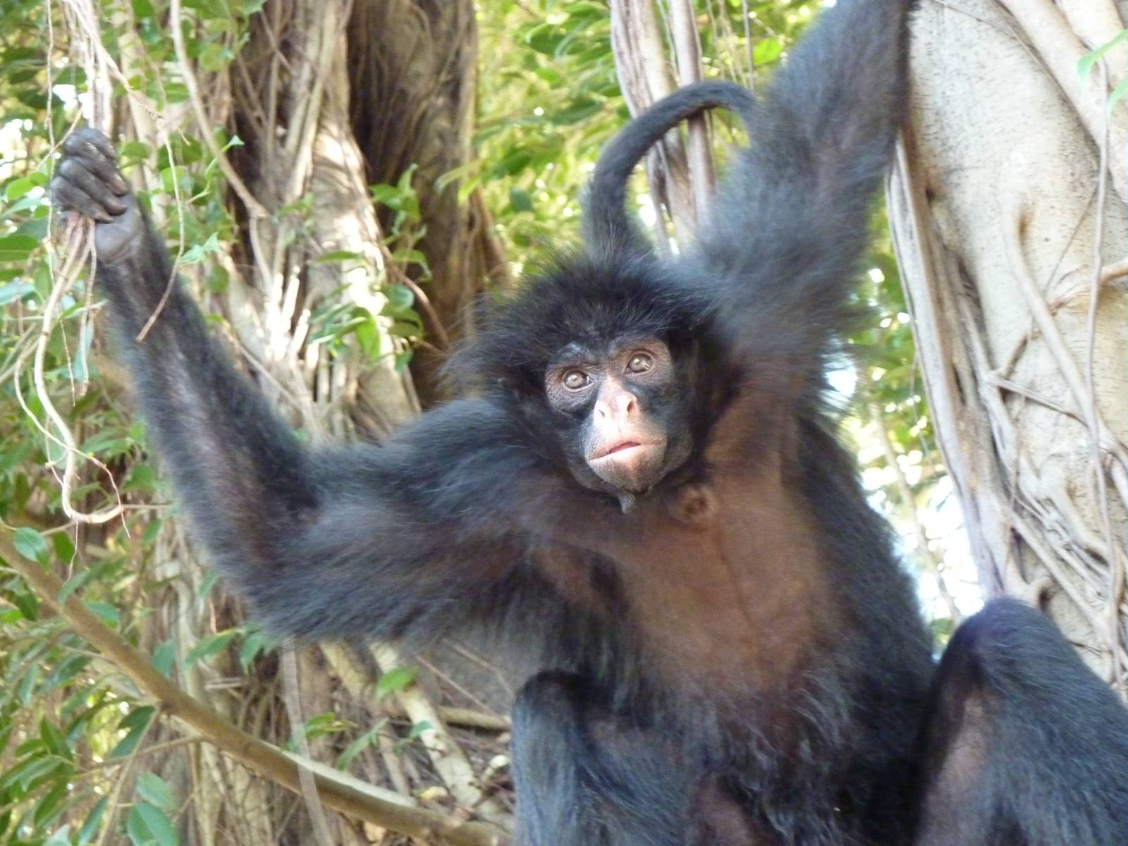 Escaped spider monkey