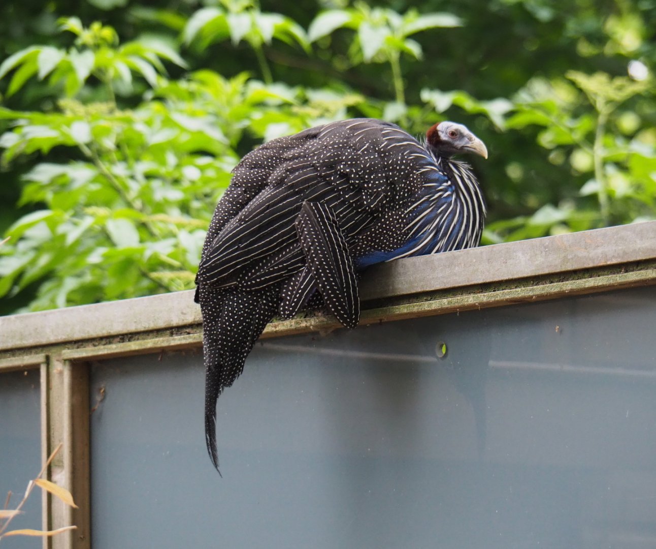 Escaped Vulturine guineafowl (Acryllium vulturinum), 2019-05-25