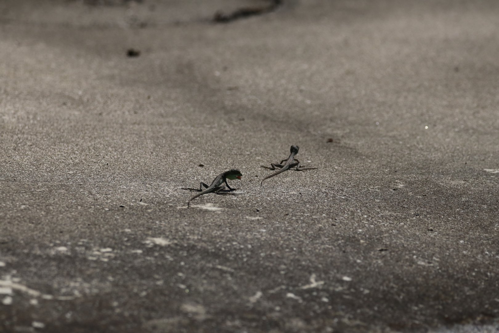 Escaped young basilisks outside the tropical builing