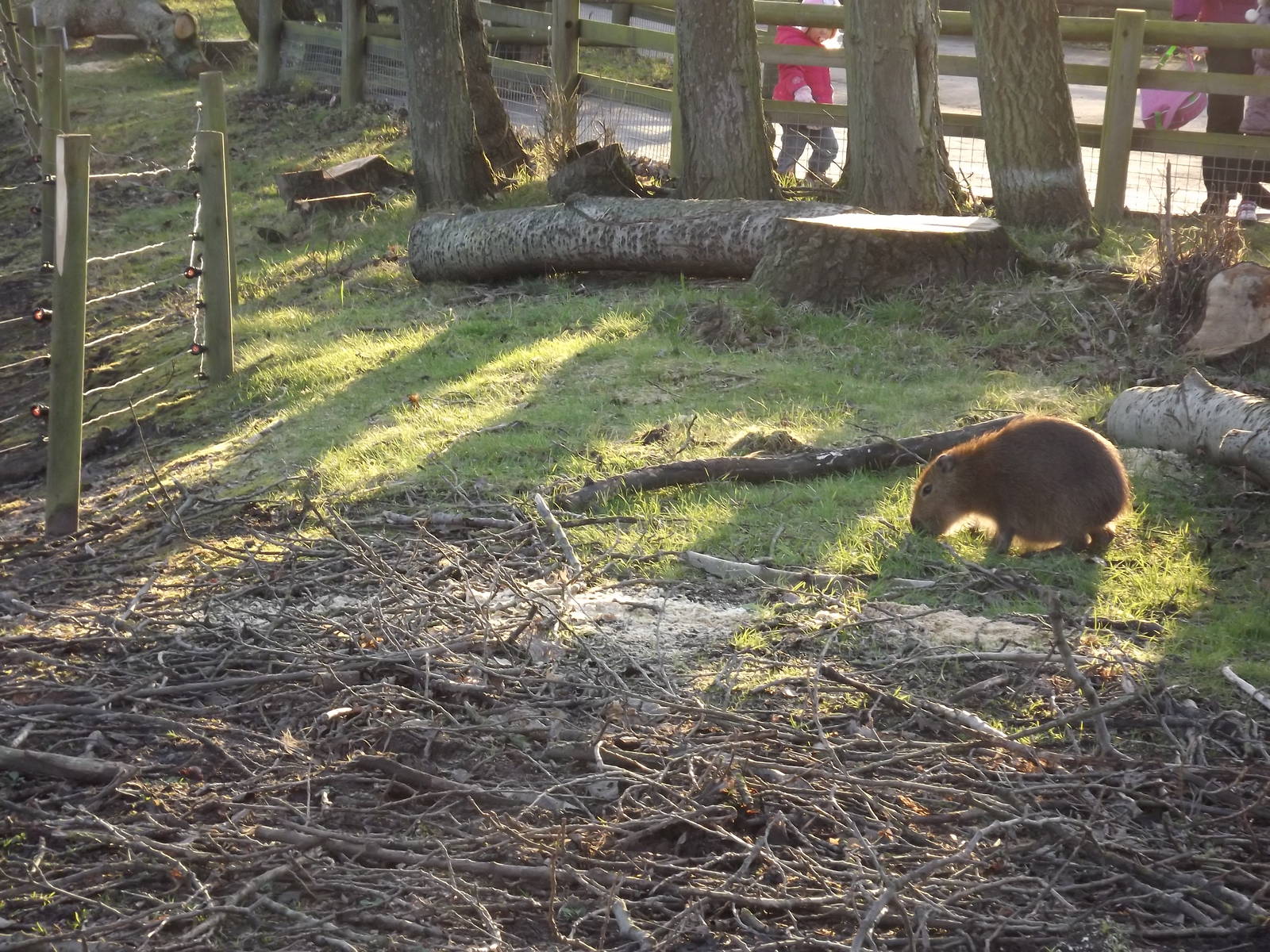 Escapee at Blackpool Zoo 15/01/12