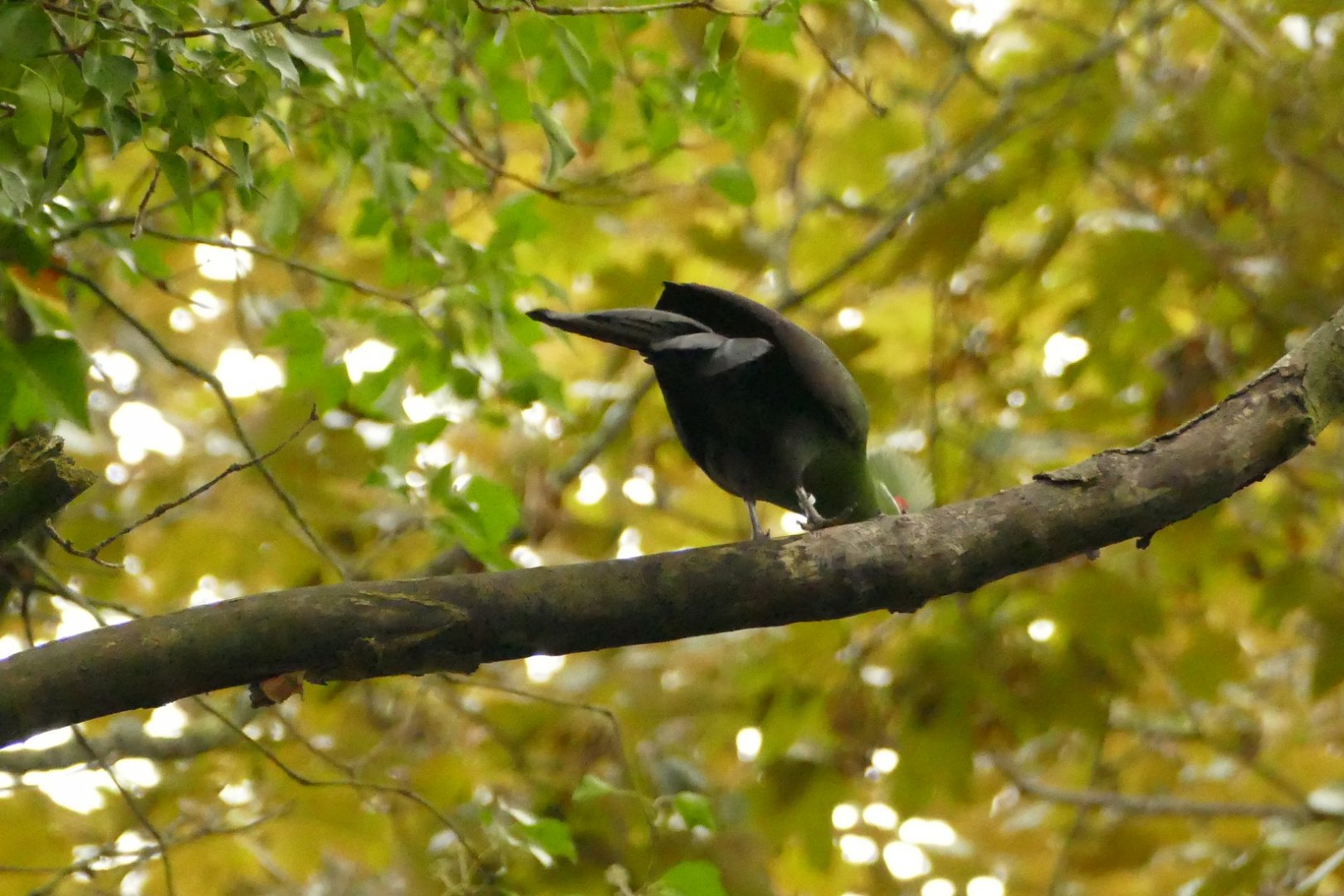 Escapee, September 2021