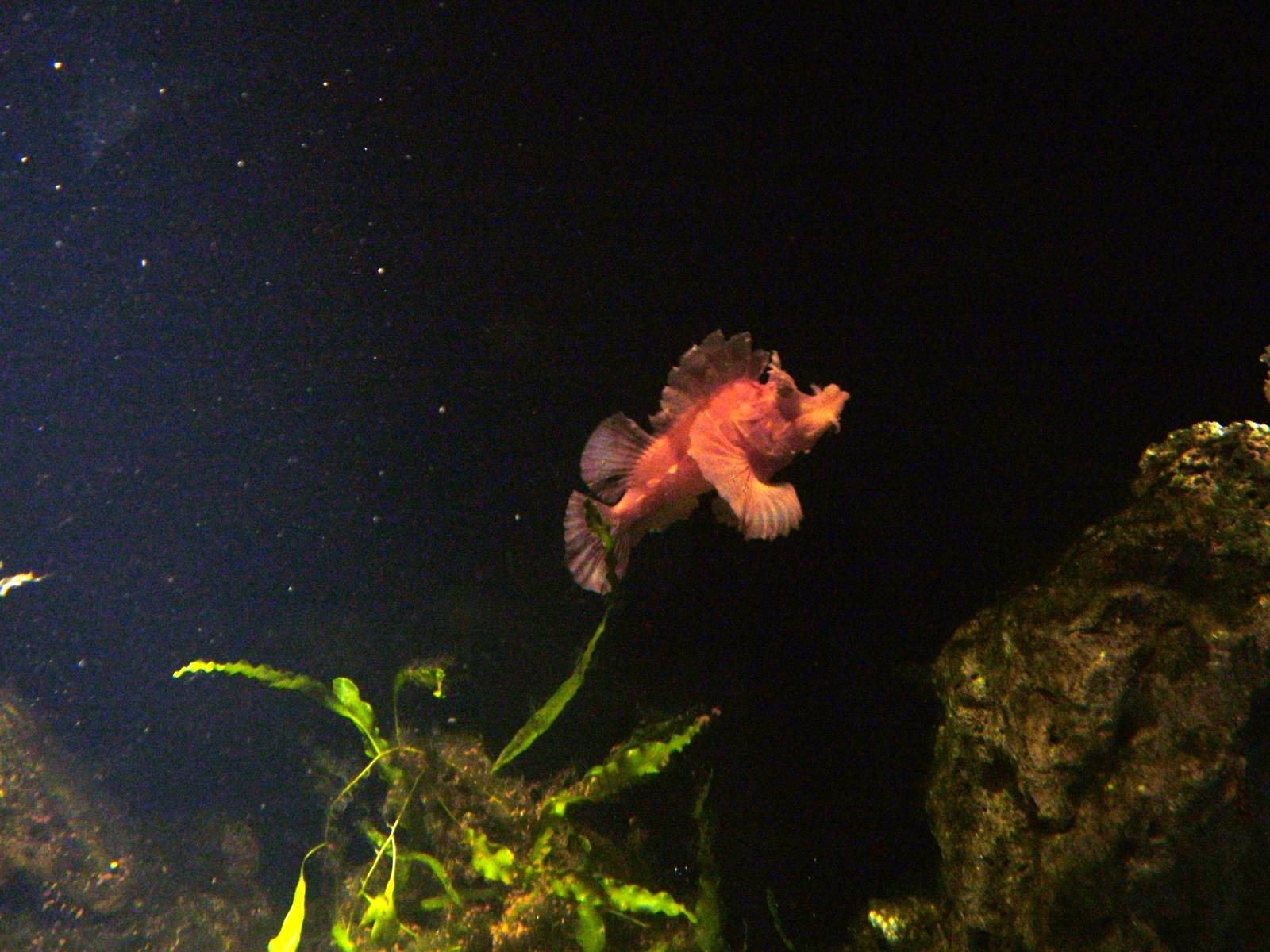 Eschemeyer's Scorpionfish at The Deep, 08/12/07