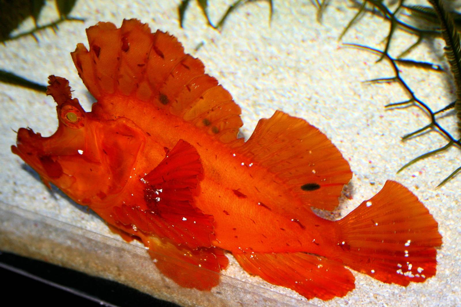 Eschmeyer's scorpionfish; Berlin Zoo Aquarium; 10th June 2014