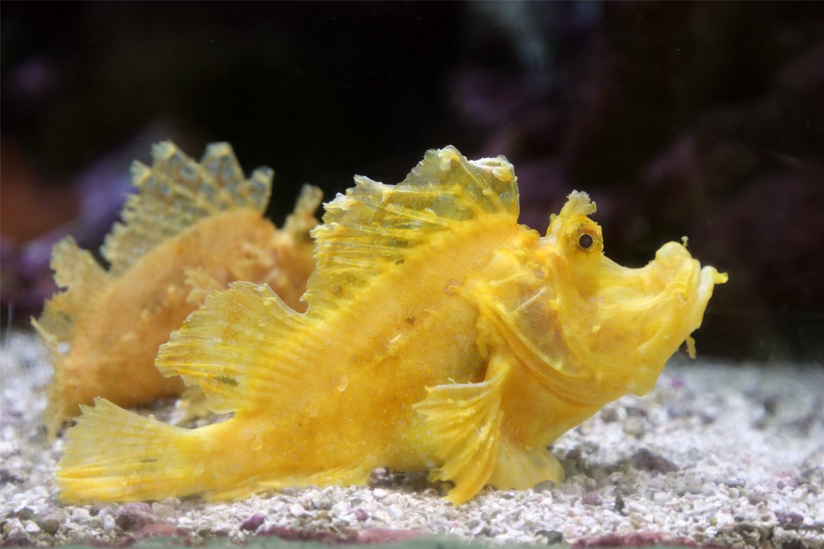 Eschmeyer's scorpionfish (Rhinopias eschmeyeri)