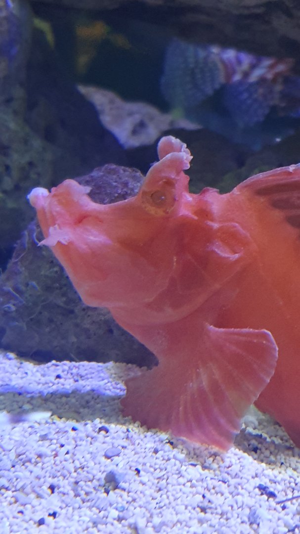 Eschmeyer's Scorpionfish (Rhinopias eschmeyeri)