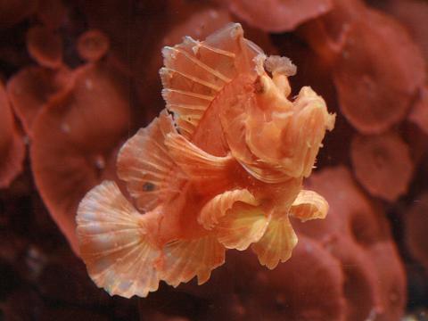 Eschmeyer's Scorpionfish