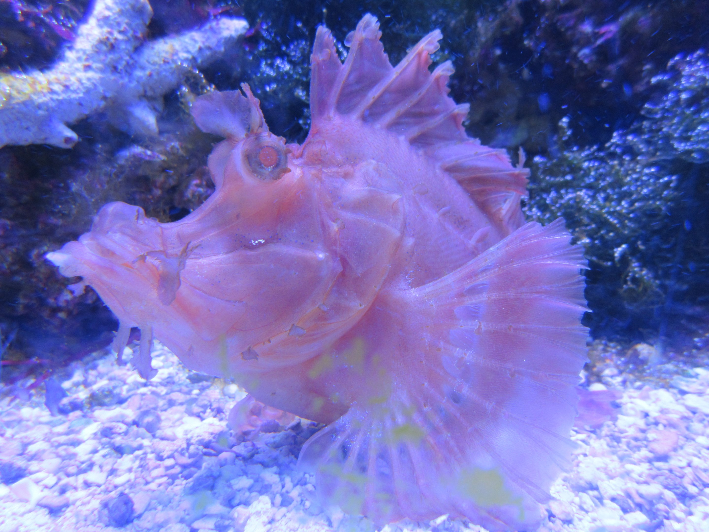 Eschmeyer's Scorpionfish
