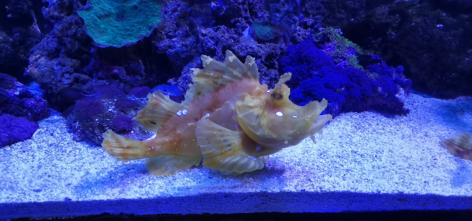 Eschmeyer's scorpionfish
