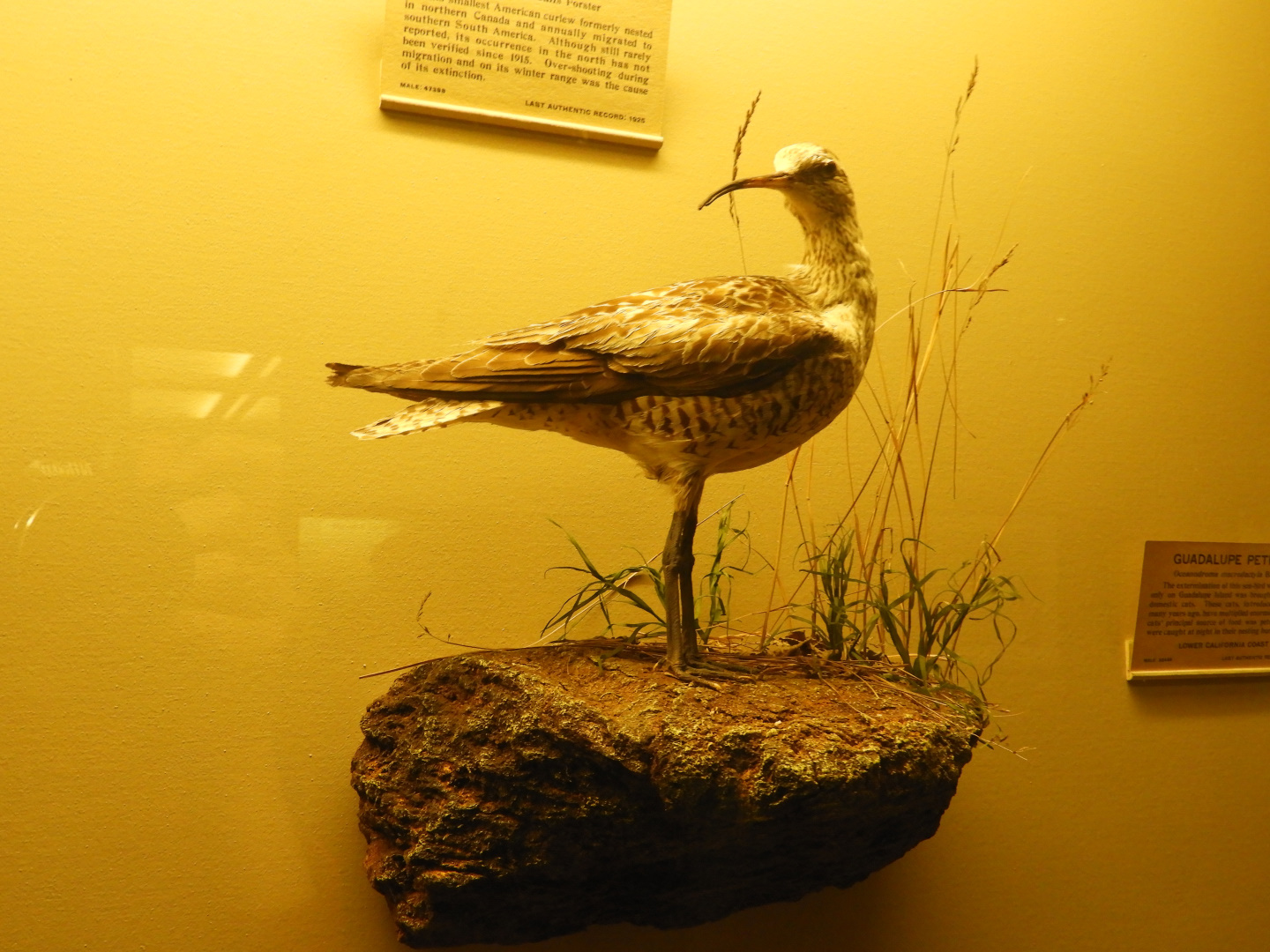 Eskimo Curlew (Numenius borealis) taxidermy specimen