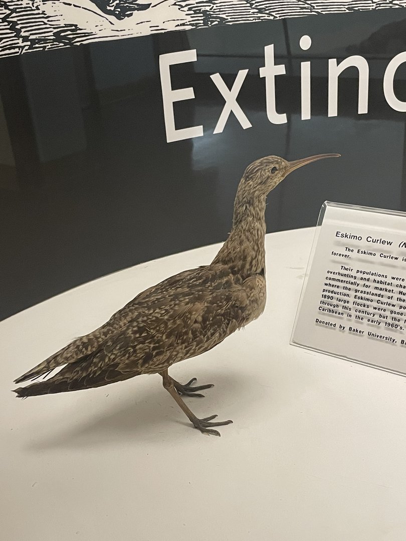 Eskimo Curlew