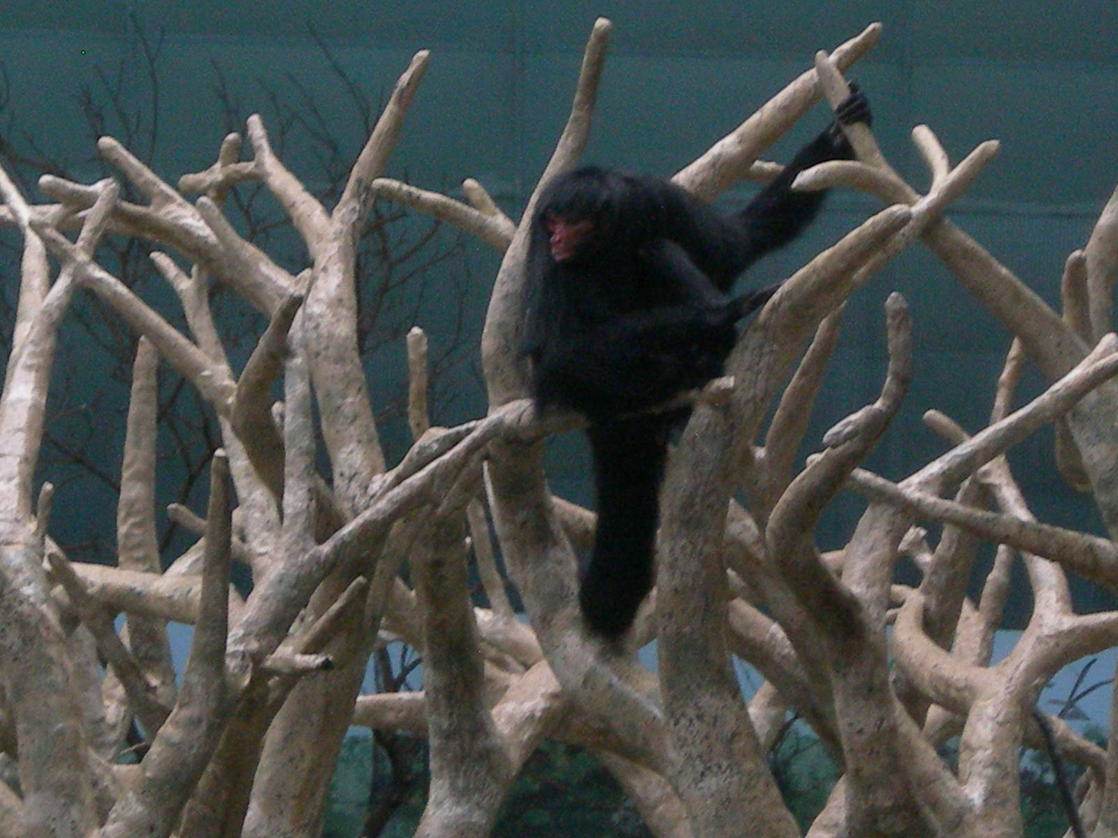 Esmeralda the only red faced spider monkey in the US