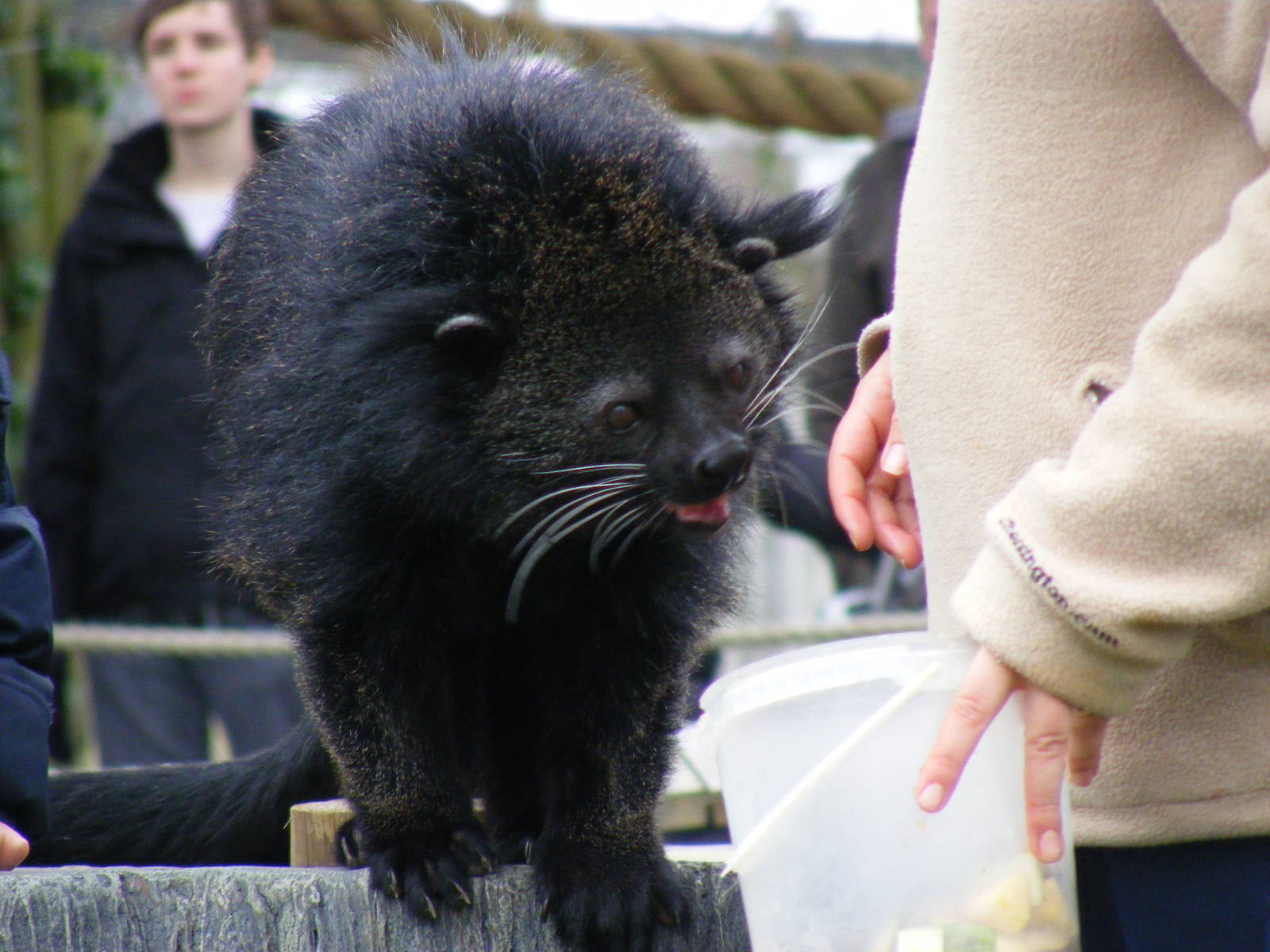 Esmerelda the binturong at Chessington Zoo, 6 February 2011