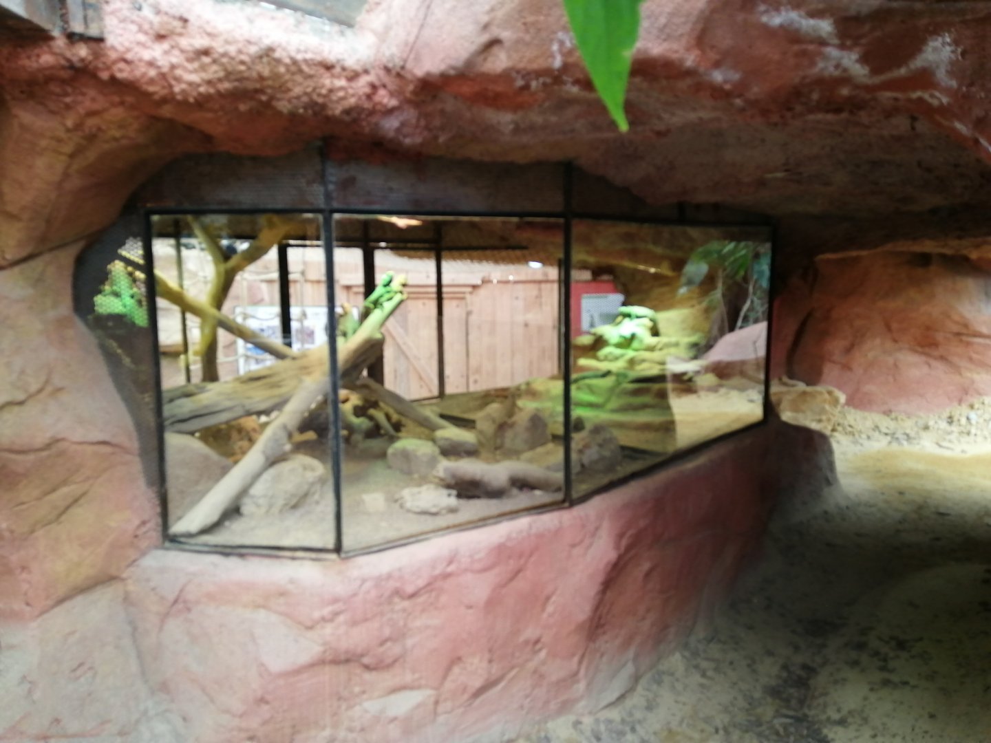 Espace Aventure : Desert Lizards Terrariums