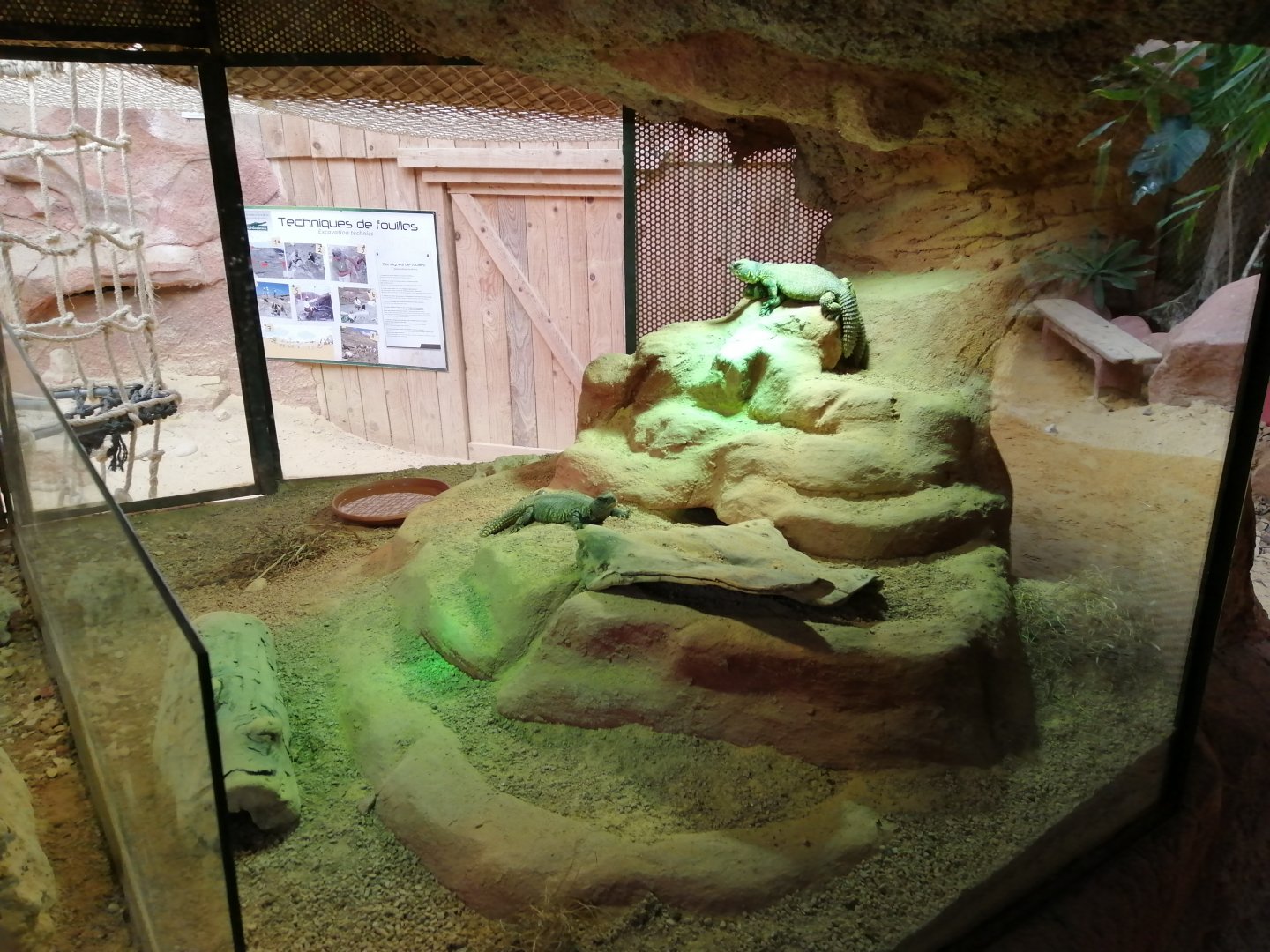 Espace Aventure : Spiny-tailed Lizards Terrarium