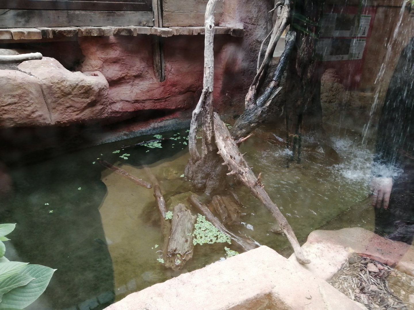 Espace Aventure : Turtles exhibit