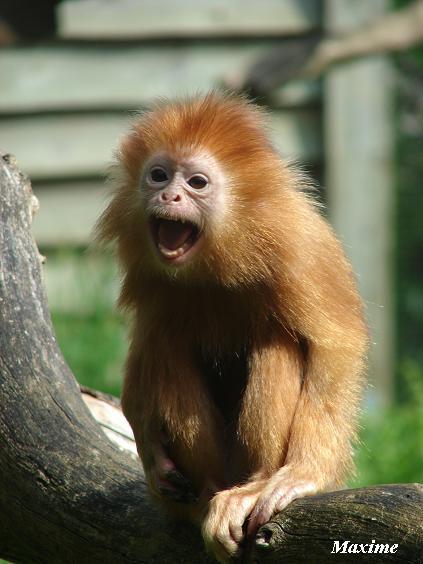 Espace Zoologique de la Boissière du Doré (France) - Javan Langur
