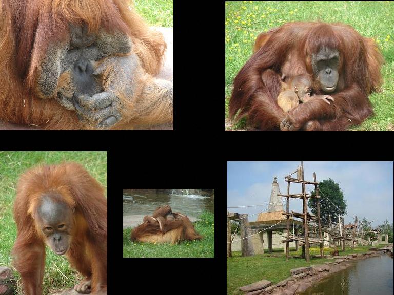 Espace Zoologique de la Boissière du Doré (France) - Sumatran Orang-utans