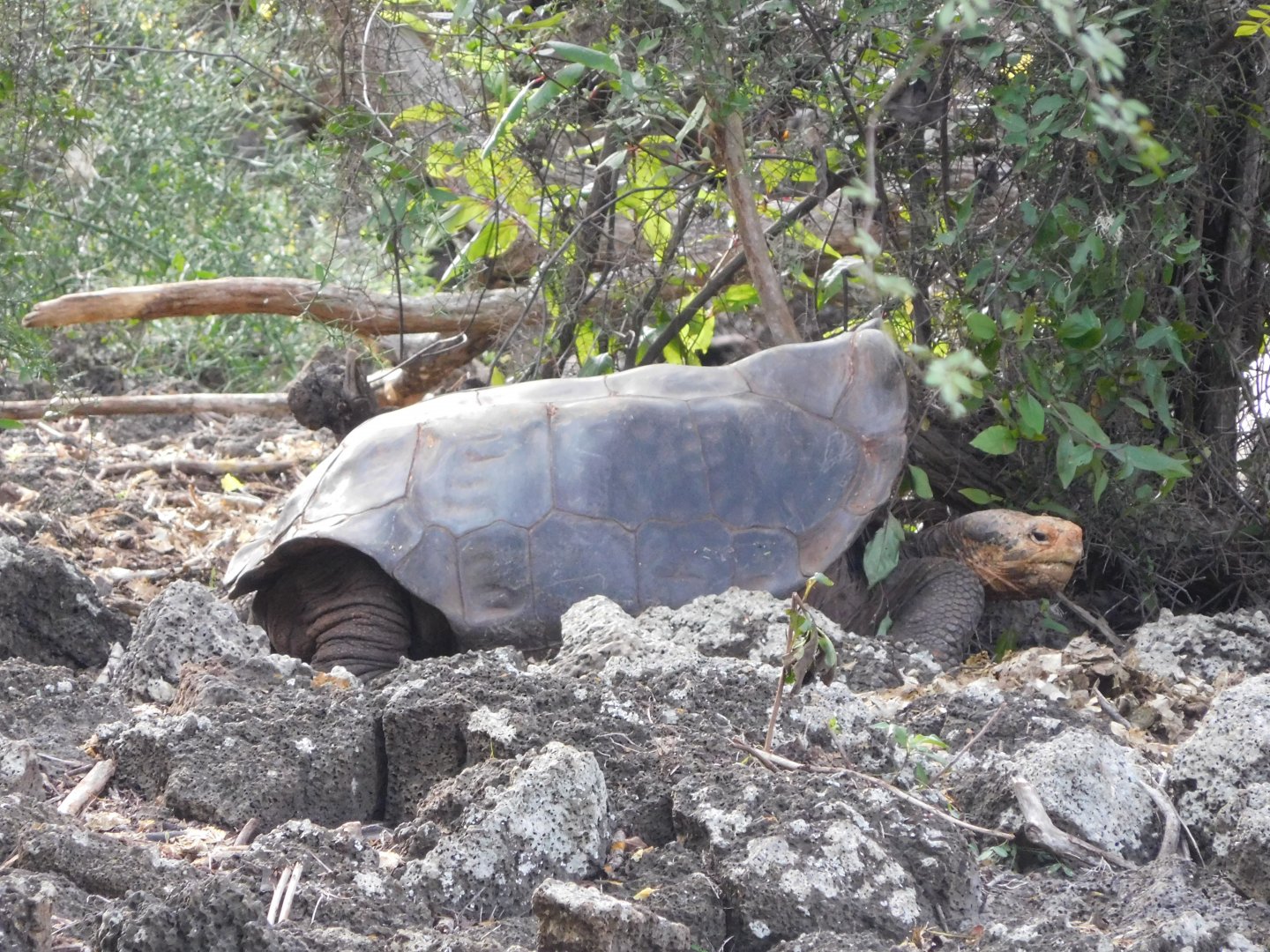 Española giant tortoise