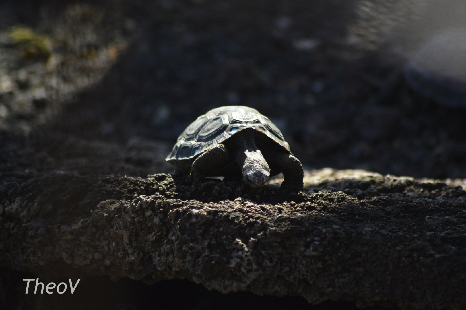 Española Island giant tortoise [2019]