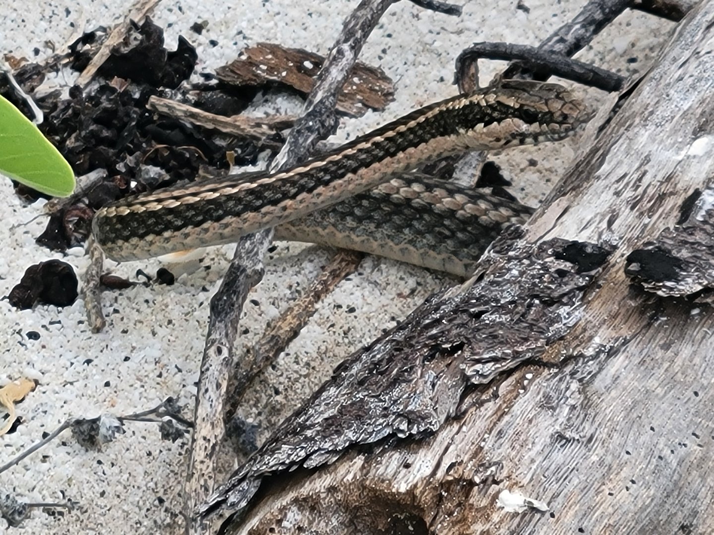 Espanola Racer(Pseudalsophis hoodensis)
