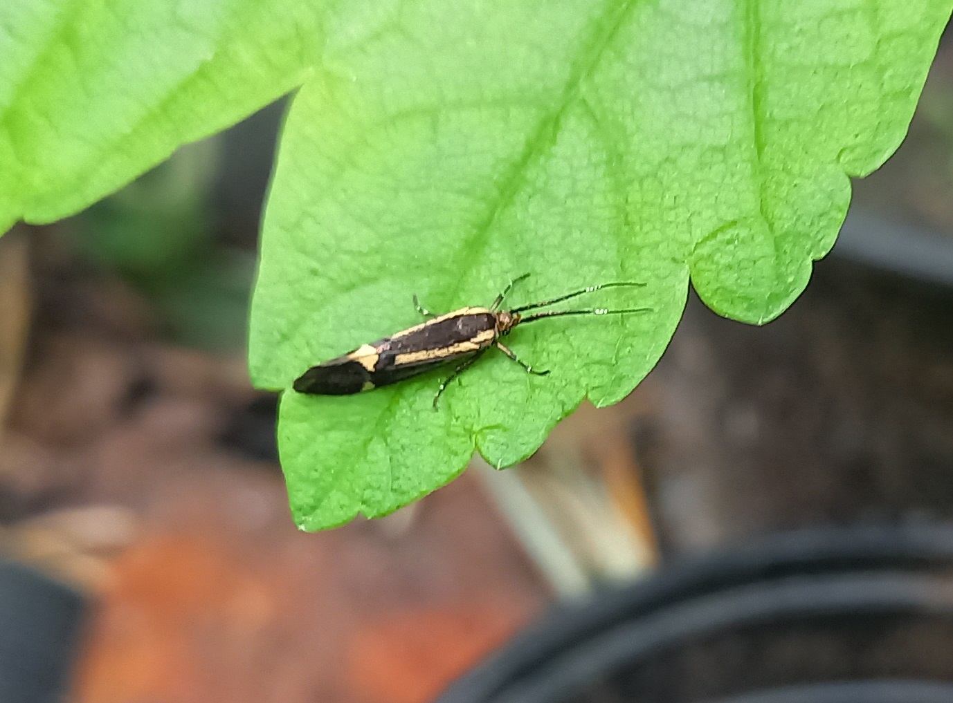 Esperia moth - Esperia sulphurella