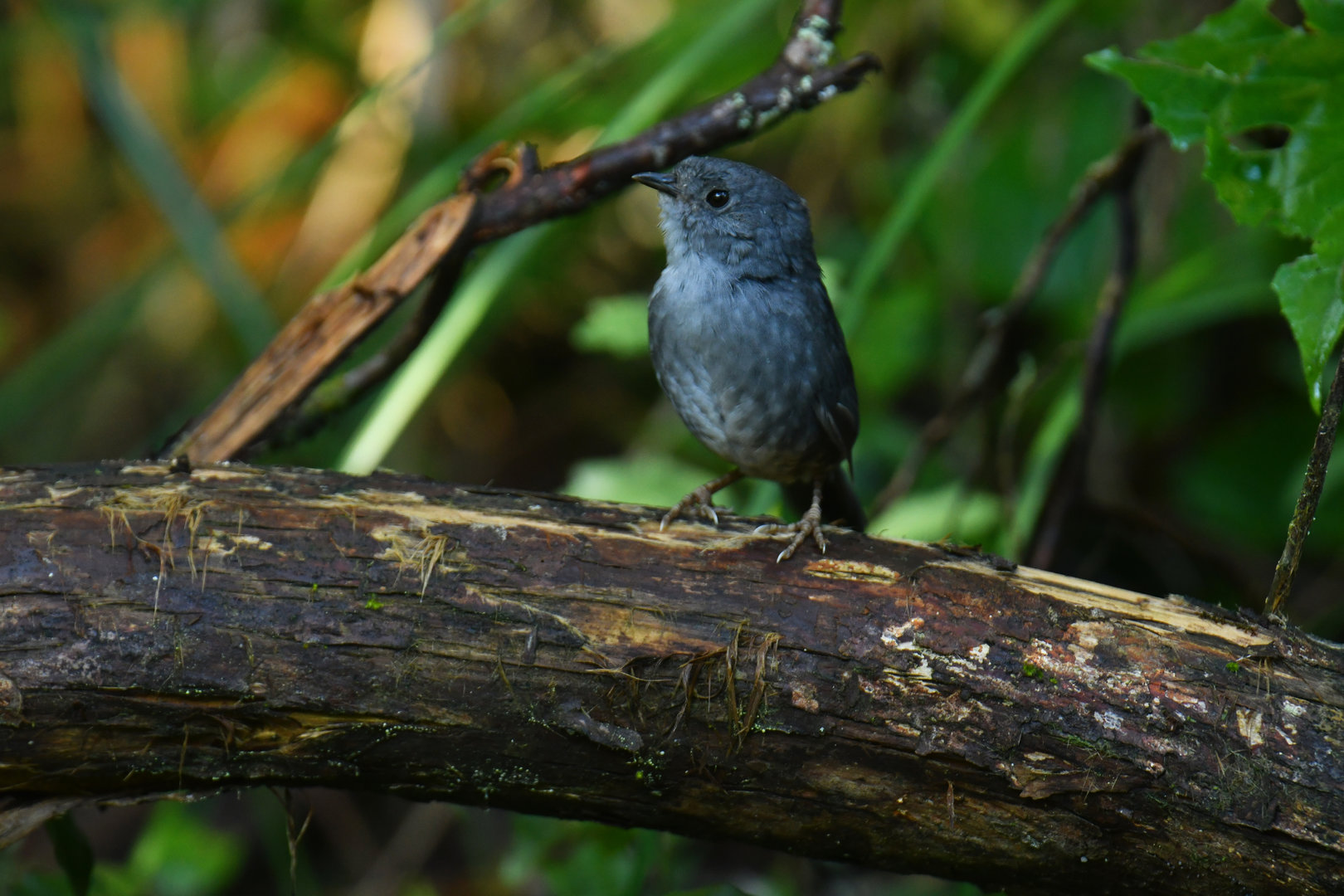 Espinhaço tapaculo Scytalopus petrophilus