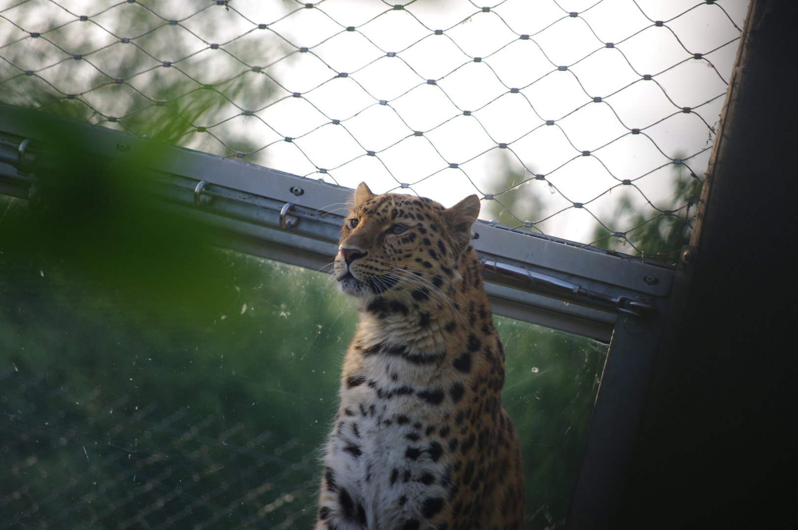 Esra- Amur Leopard female- 2/6/2023