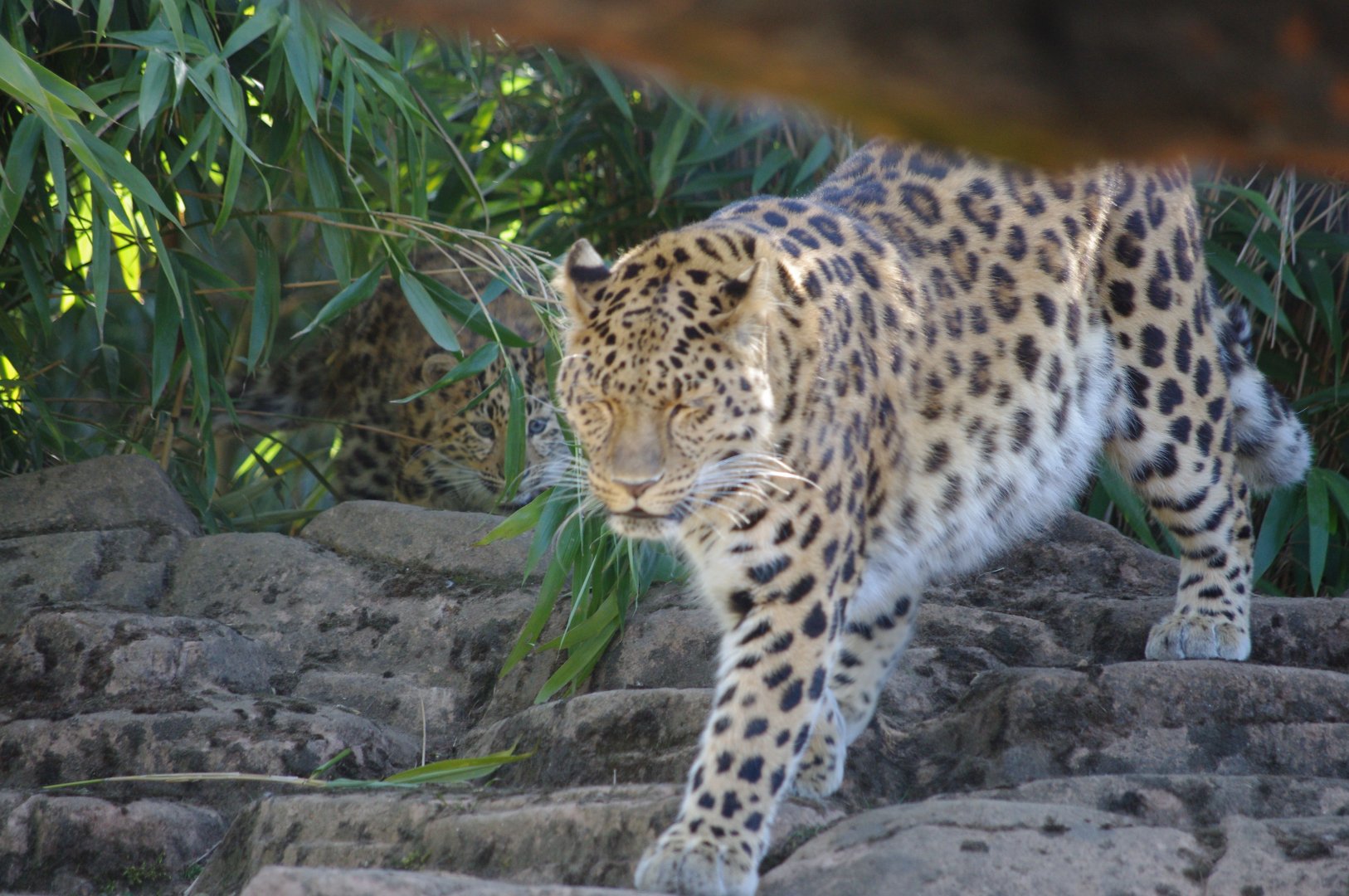 Esra and cub- Amur leopards- 10/4/2025