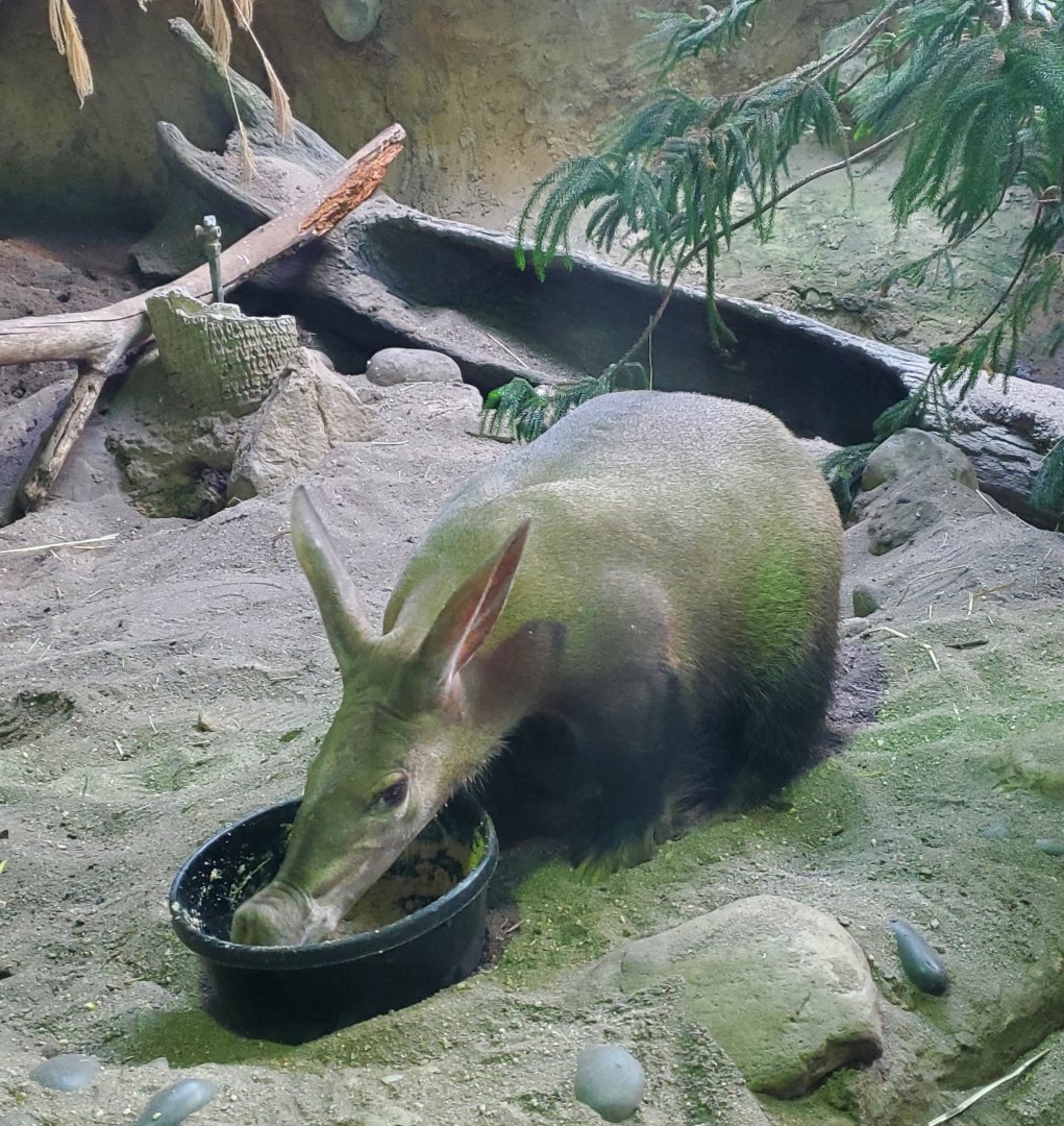 Essex County Turtle Back Zoo (2022) - Aardvark