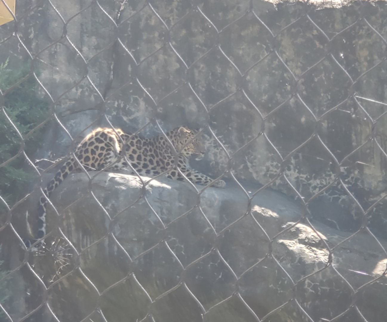 Essex County Turtle Back Zoo (2022) - Amur Leopard