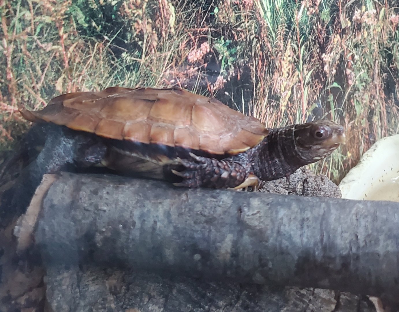 Essex County Turtle Back Zoo (2022) - Black-breasted Leaf Turtle