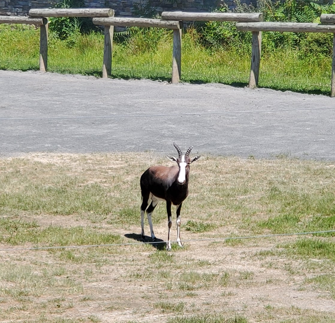 Essex County Turtle Back Zoo (2022) - Bontebok