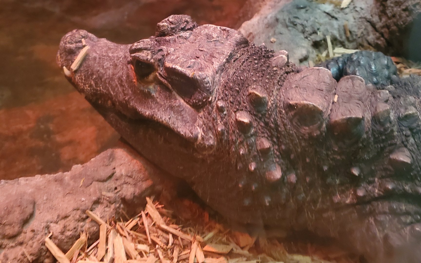Essex County Turtle Back Zoo (2022) - Dwarf Crocodile