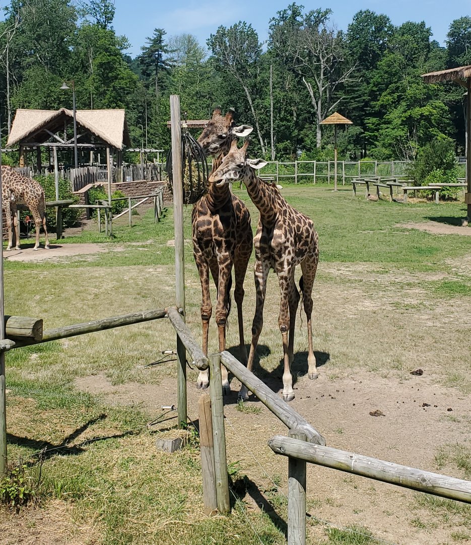 Essex County Turtle Back Zoo (2022) - Giraffes