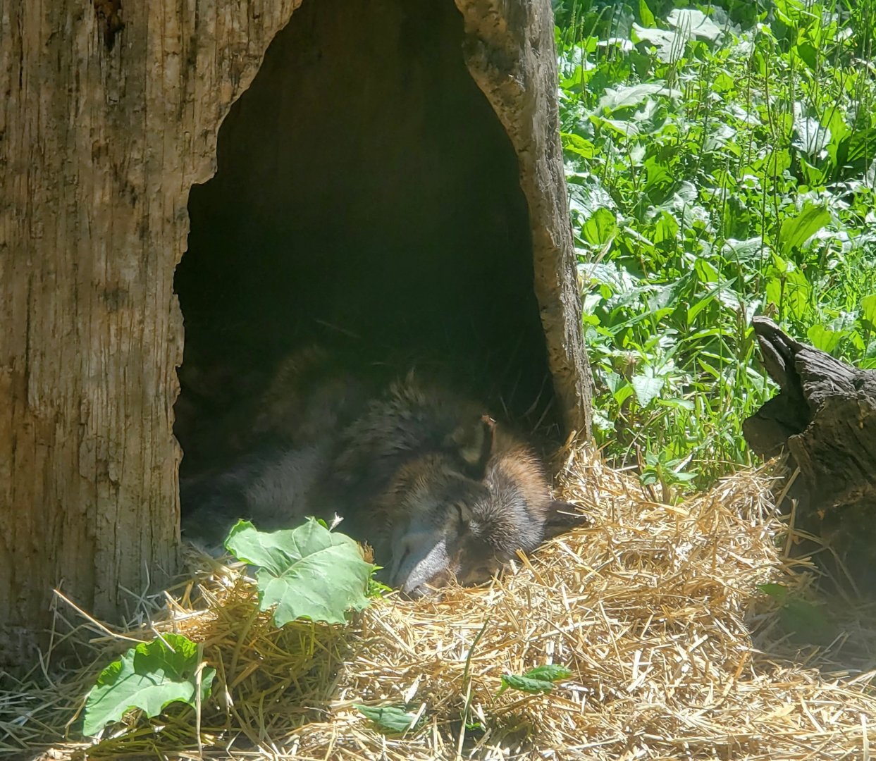 Essex County Turtle Back Zoo (2022) - Gray Wolf