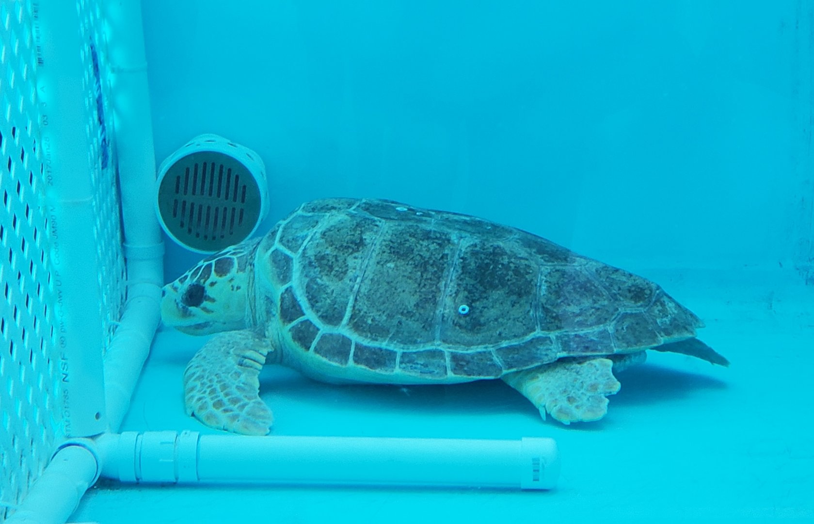 Essex County Turtle Back Zoo (2022) - Loggerhead Sea Turtle