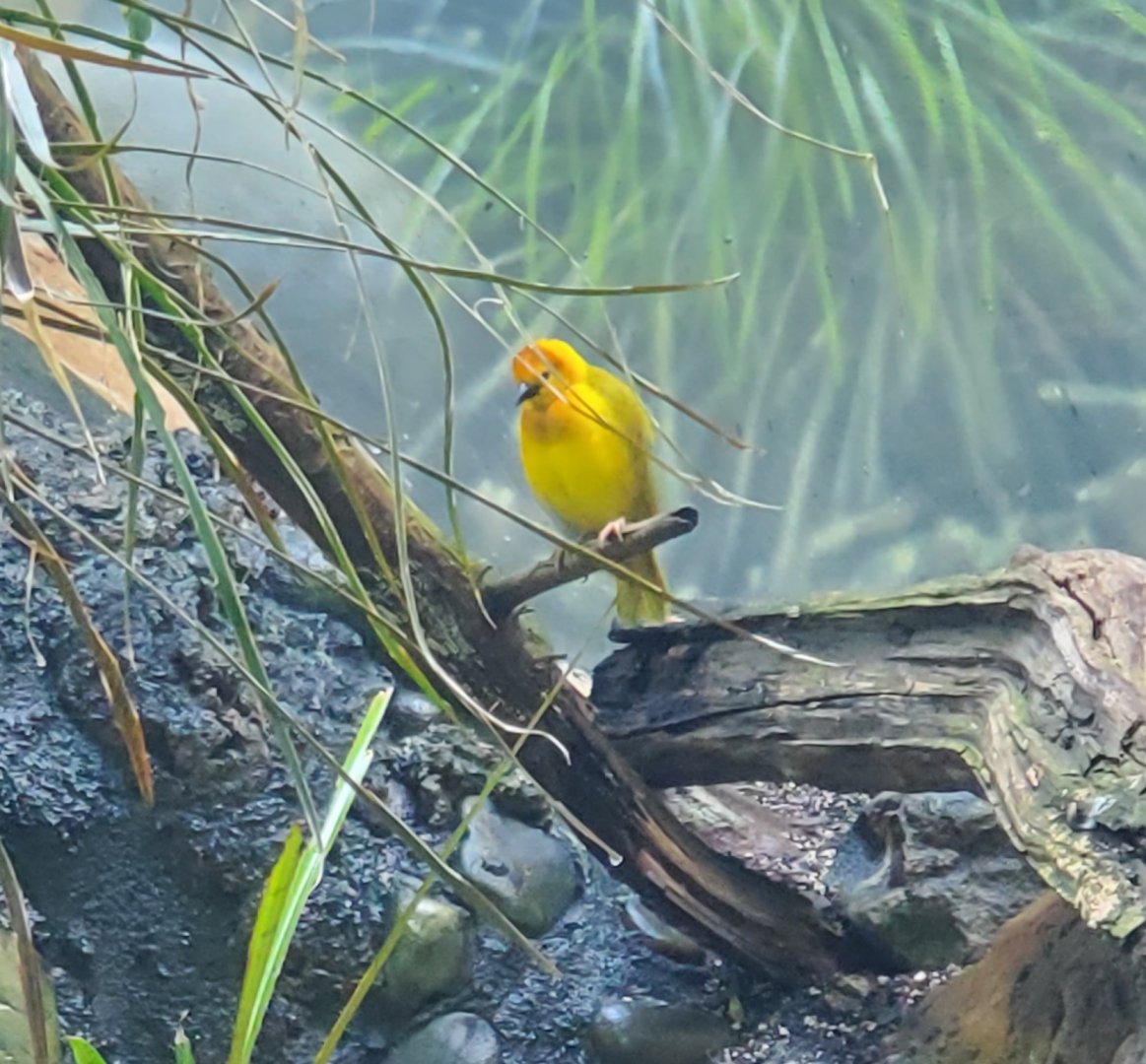 Essex County Turtle Back Zoo (2022) - Taveta Weaver